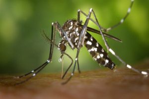 Chikungunya_a_Occhiobello%3A_il_