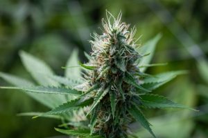La_cannabis_light_resta_illegi