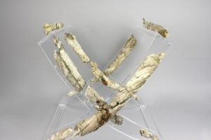 Riscoperta_ed_esposizione_di_u