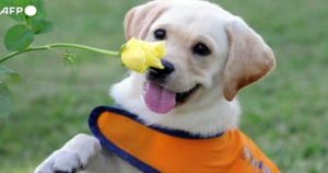 Traversetolo%3A_il_primo_Dog_Day